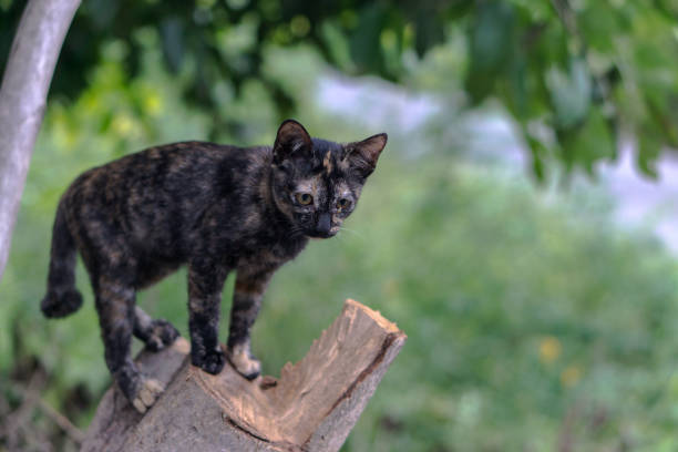 Black cat standing alert on the tree., alone concept., with copy space for text.