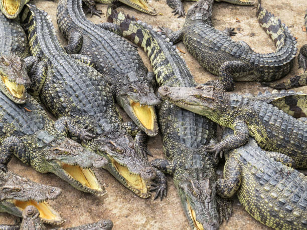 istock Crocodiles In the Farm , Zoo Thailand 955092412