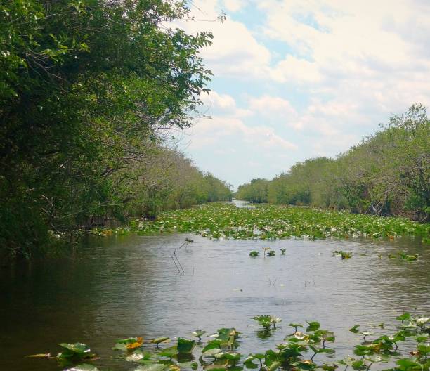 istock Egret in the Everglades 955092628