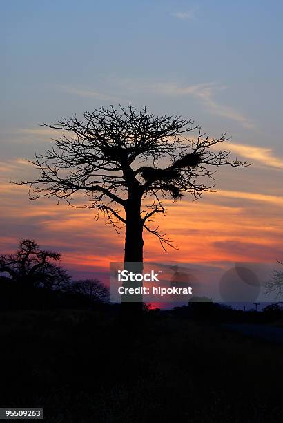 Baobab Stockfoto und mehr Bilder von Affenbrotbaum - Affenbrotbaum, Provinz Limpopo, Republik Südafrika