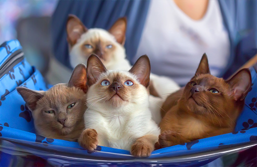 Small kittens Thai and Burmese breed on a blue cover