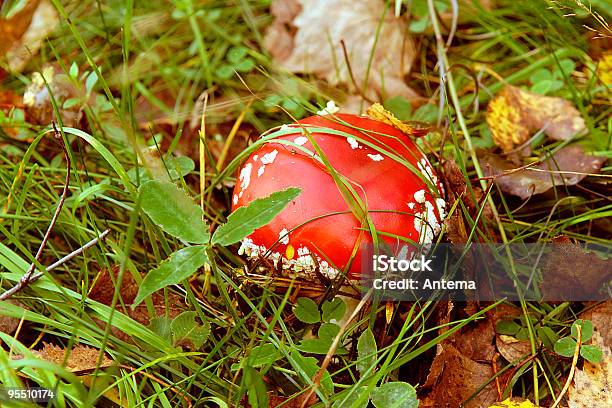 Mosca Agárico Hongo Foto de stock y más banco de imágenes de Aire libre - Aire libre, Amanita parcivolvata, Belleza de la naturaleza