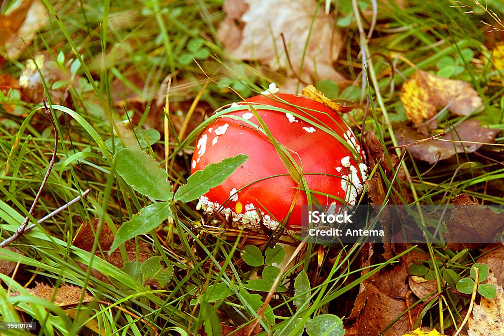 Fly chiomato Fungo - Foto stock royalty-free di Amanita Parcivolvata