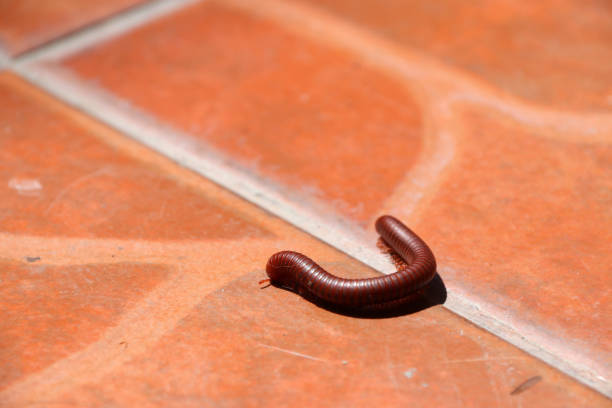 istock Little Millipede walking on the brown tiled floor. 955105124