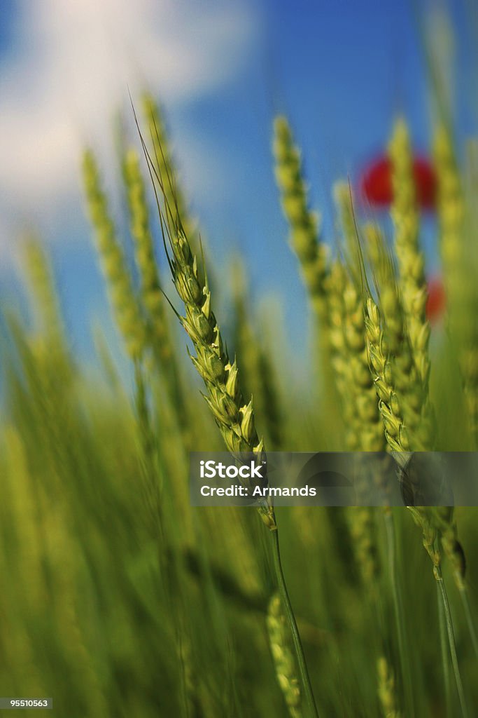 Grüner Weizen - Lizenzfrei Agrarbetrieb Stock-Foto