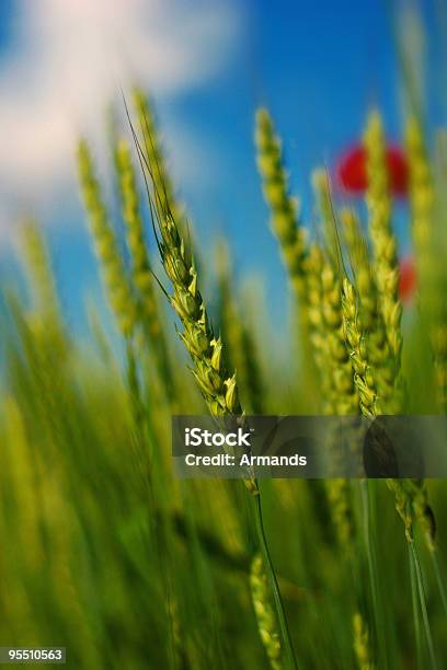 Grüner Weizen Stockfoto und mehr Bilder von Agrarbetrieb - Agrarbetrieb, Am Rand, Blau