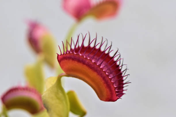 A close-up color image of a tropical Venus Flytrap plant which has a vibrant pink carnivorous flower.  The concept of this natural adaptation can represent a business symbol for change, success, individuality, solutions and opportunity.