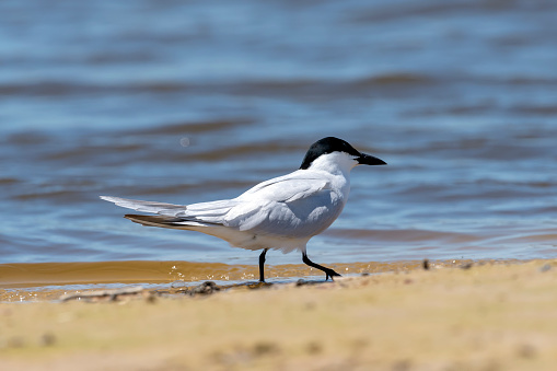 A Gull-billed Tern (Gelochelidon nilotica) on the shore of the Bolivar Peninsula in east Texas.