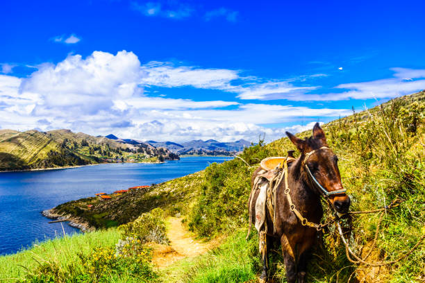 istock donkey on Isla del Sol by Lake Titicaca - Bolivia 955112214