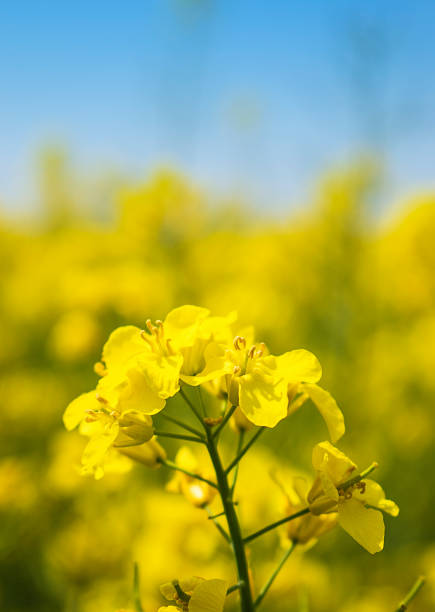 A beautiful field of canola. Shot with a Canon 5D Mark IV.
