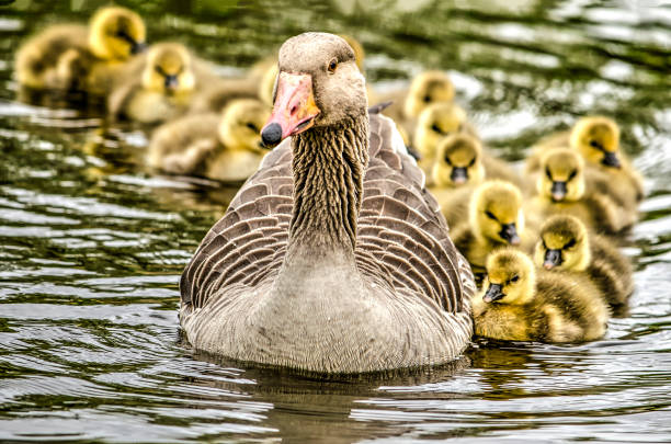 istock Parent goose followed by gossling 955115288