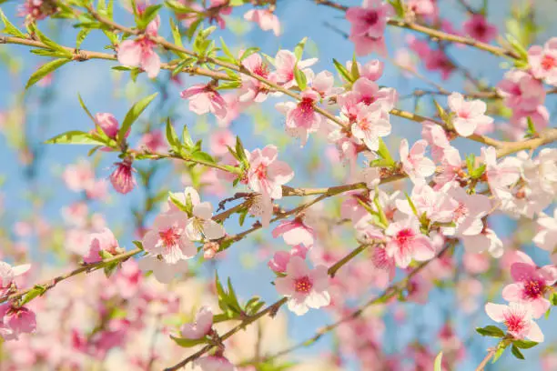 Branches with blossoming pink flowers against the blue sky. Texture of flowering tree.