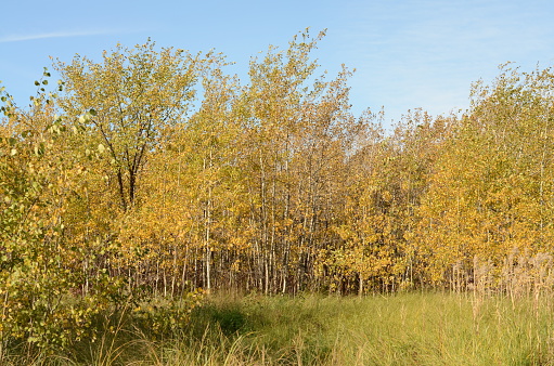 Trees covered in colorful leaves in autumn in the Assiniboine Forest, Winnipeg, Manitoba, Canada