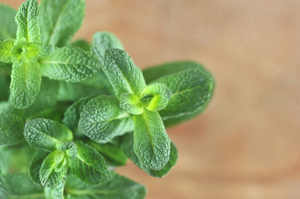 istock young green mint leaves photographed close-up 955116356