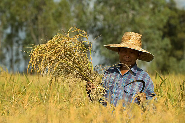 istock rice harvest in Thailand 95511651