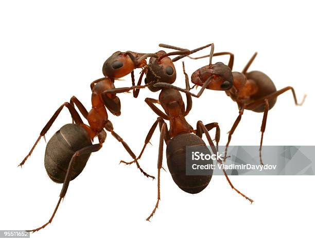Kommunikation Von Ameisen Stockfoto und mehr Bilder von Ameise - Ameise, Arbeiten, Berühren
