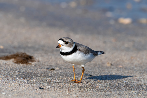 A Piping Plover (Charadrius melodus) on the beach on Bolivar Peninsula, east Texas.