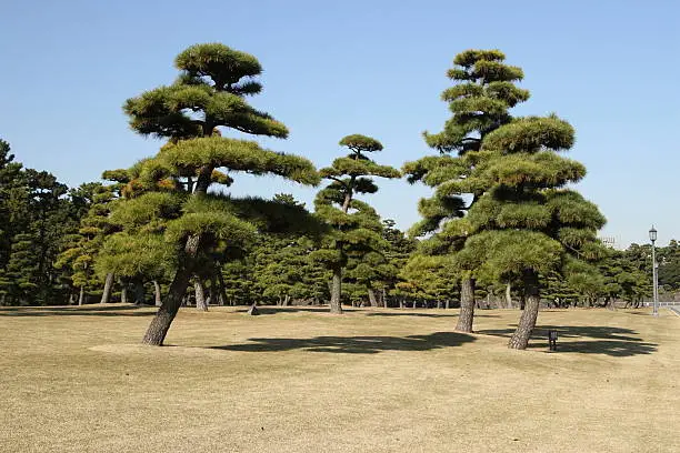 Photo of pine tree