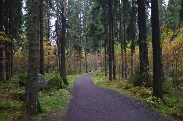 istock Walking deep in the Pine forest at Finland. 955118612