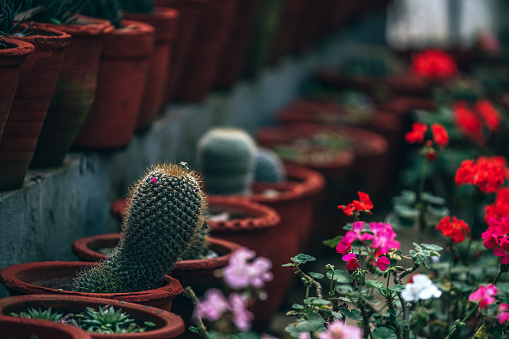 Beautiful Cactus growing inside a Cacti greenhouse. Cactus collection in a greenhouse