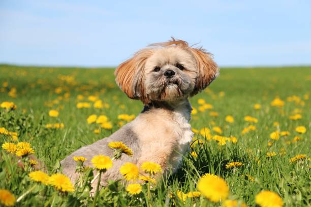 istock lhasa apso portrait in the garden 955123104