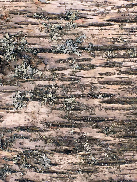 Wood Grain Forest Tree Bark Lichen Abstract Nature Background A vertical full frame abstract background of a natural pattern wood grain of a poplar tree with lichen and a rough textured multi colored surface of brown, pink, beige, green, gray and black.  The tree bark appears camouflage. woodland camo stock pictures, royalty-free photos & images