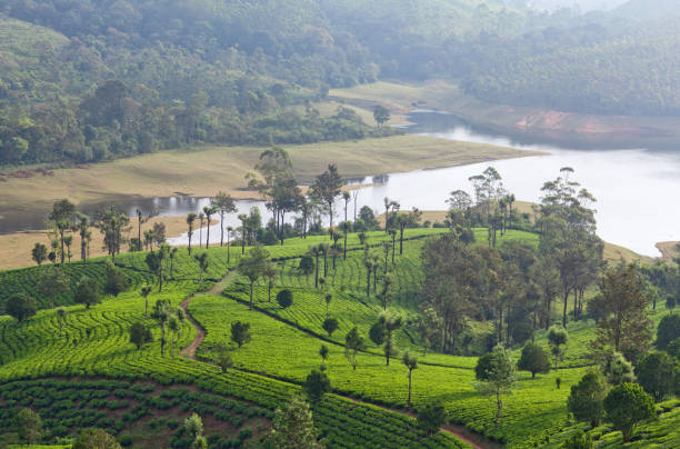 istock Tea plantations in in Kerala, South India 955124226