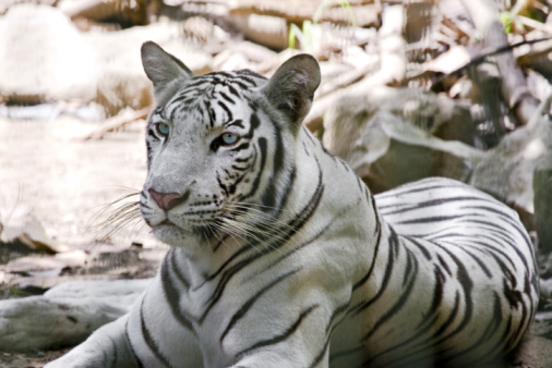 Portrait of Indian Royal Tiger.