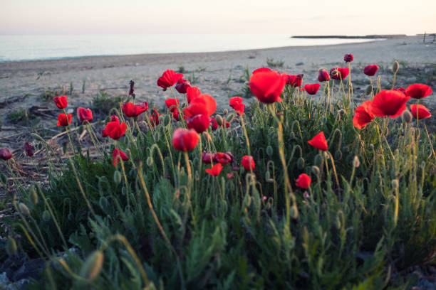 istock Wild poppy flowers 955128362