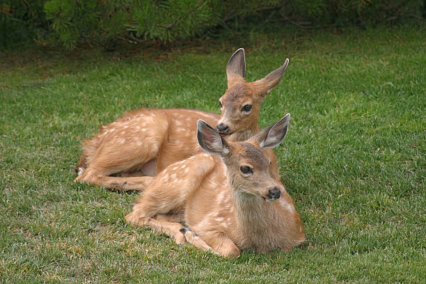 istock Two Fawns Waiting For Mother 95512980