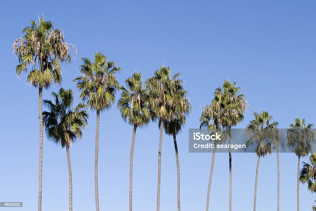 Row of Palm Trees  Blue Stock Photo