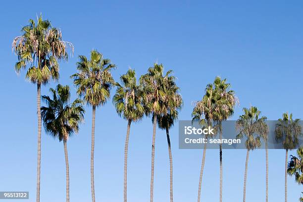 Row Of Palm Trees Stock Photo - Download Image Now - Blue, California, Color Image