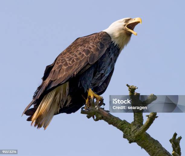 Chillar Eagle En La Naturaleza Salvaje Foto de stock y más banco de imágenes de Afilado - Afilado, Animales cazando, Animales salvajes