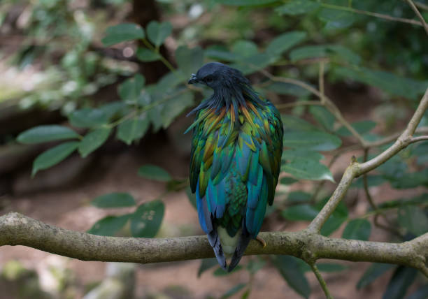 istock a colorful bird on branch of tree 955132332