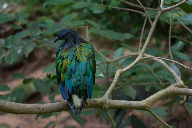istock a colorful bird on branch of tree 955132442