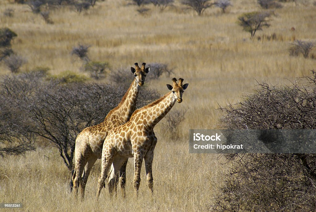 Due giraffe - Foto stock royalty-free di Africa