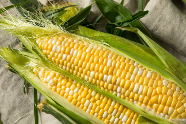 mais giallo crudo sul cobb - corn on the cob immagine foto e immagini stock