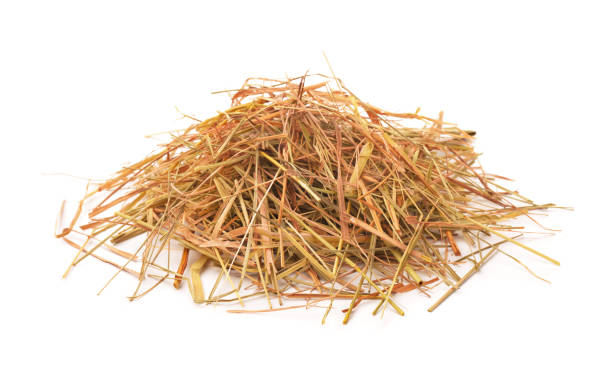 Straw Heap of straw isolated on white rodent bedding stock pictures, royalty-free photos & images