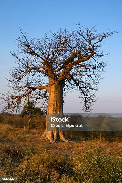 Baobab Stockfoto und mehr Bilder von Affenbrotbaum - Affenbrotbaum, Afrika, Alt