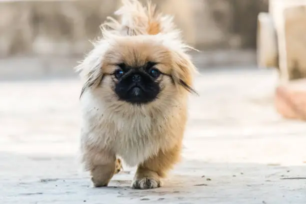 Pekingese puppies also lion dog an ancient breed toy dog, from China, a resemblance to Chinese guardian lions.
