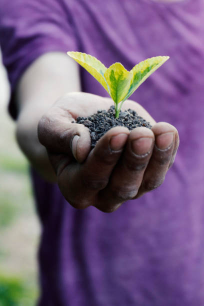istock Close Up Of Hands Holding Plant 955139254