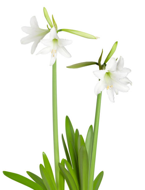 istock Amaryllis Hippeastrum sonatini Swan Lake 955139282
