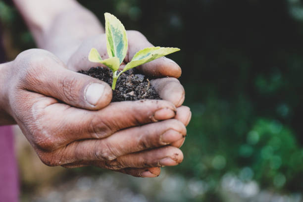istock Close Up Of Hands Holding Plant 955139420