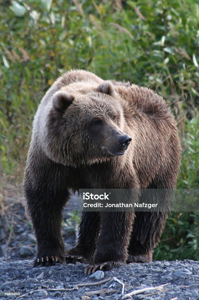 Alaska Brown Bear - Foto de stock de Oso Kodiak libre de derechos