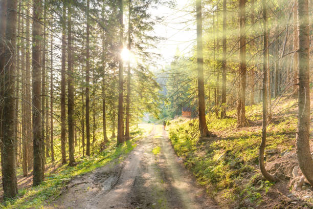 istock Man on road in the green forest 955140564