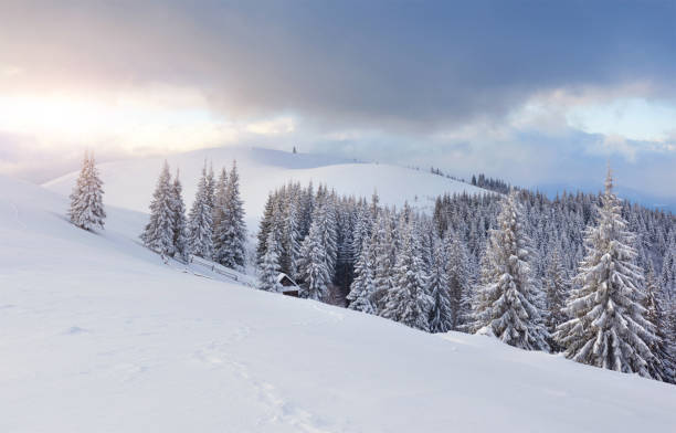 istock Majestic white spruces glowing by sunlight. Picturesque and gorgeous wintry scene. Location place Carpathian national park, Ukraine, Europe. Alps ski resort 955140658