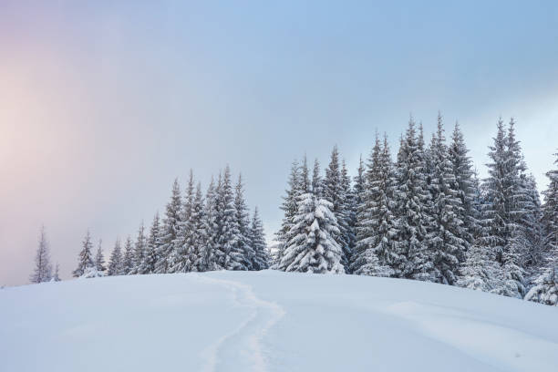 istock Majestic white spruces glowing by sunlight. Picturesque and gorgeous wintry scene. Location place Carpathian national park, Ukraine, Europe. Alps ski resort 955140854