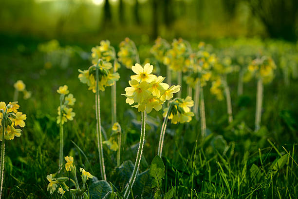 Primroses (Primula elatior)  primula stock pictures, royalty-free photos & images