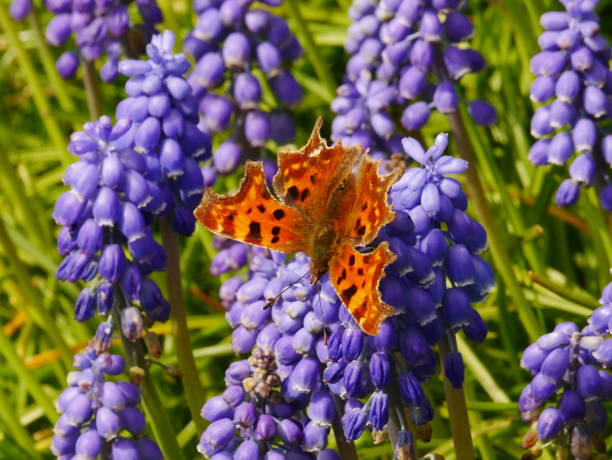 Comma Butterfly on Grape Hyacinths Orange comma butterfly (polygonia c-album) on blue grape hyacinth (muscari latifolium) flowers muscari latifolium stock pictures, royalty-free photos & images