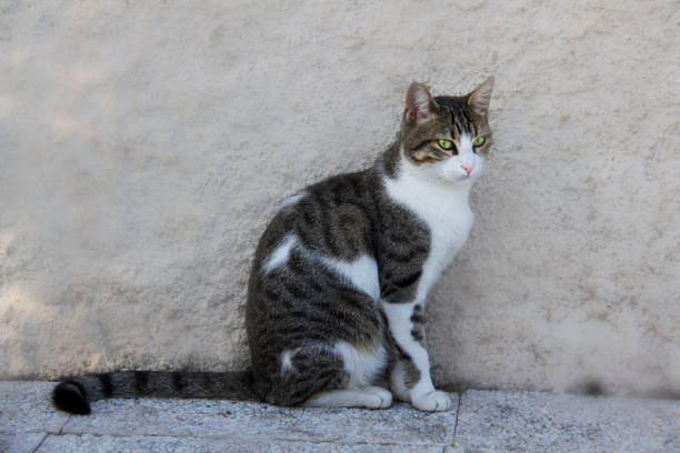 istock Little cute cat sitting on the wall. 955148908